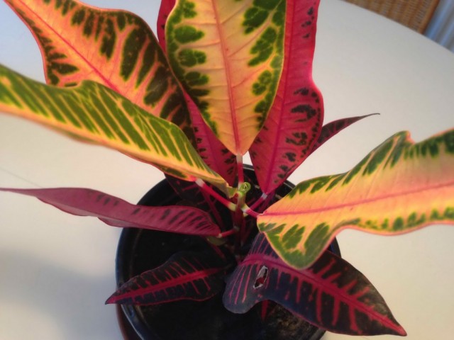 Кодиеум пёстрый (Codiaeum variegatum) Кодиеум пёстрый (Codiaeum variegatum)