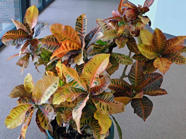 Кодиеум пёстрый (Codiaeum variegatum) Кодиеум пёстрый (Codiaeum variegatum)