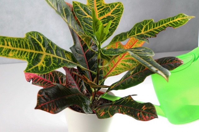 Кодиеум пёстрый (Codiaeum variegatum) Кодиеум пёстрый (Codiaeum variegatum)