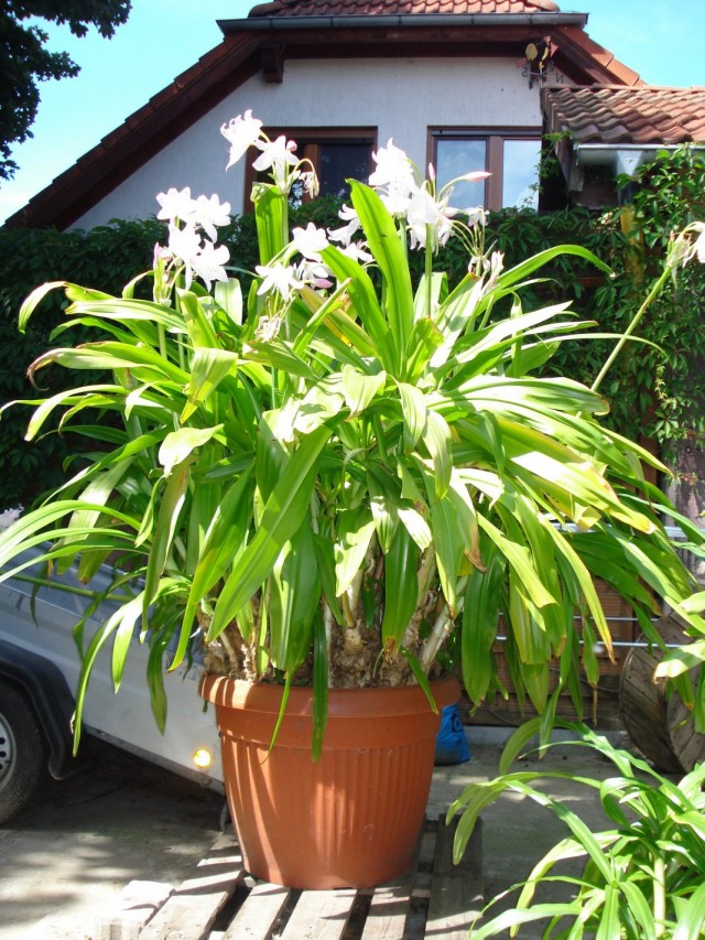Кринум Мура (Crinum moorei) Кринум Мура (Crinum moorei)