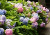 Гортензия крупнолистная (Hydrangea macrophylla)