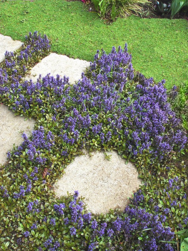 Живучка ползучая, или аюга ползучая (Ajuga reptans) Живучка ползучая, или аюга ползучая (Ajuga reptans)