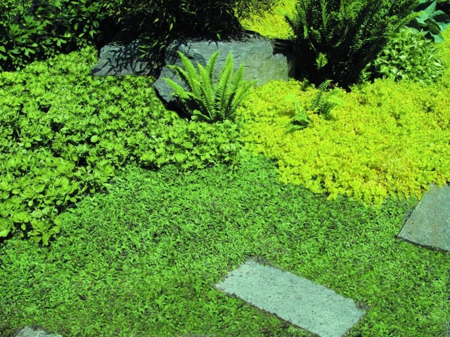 Лептинелла шероховатая, или Котула (Leptinella squalida) Лептинелла шероховатая, или Котула (Leptinella squalida)