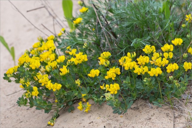 Лядвенец рогатый (Lotus corniculatus) Лядвенец рогатый (Lotus corniculatus)