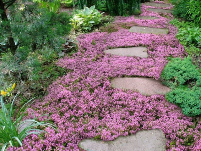 Тимьян ранний (Thymus praecox) Тимьян ранний (Thymus praecox)