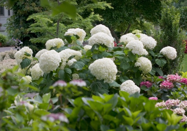 Гортензия древовидная (Hydrangea arborescens) Гортензия древовидная (Hydrangea arborescens)