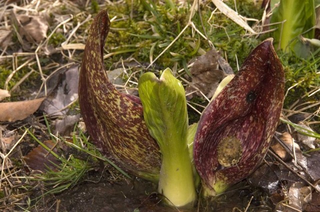 Симплокарпус (Symplocarpus) Симплокарпус (Symplocarpus)