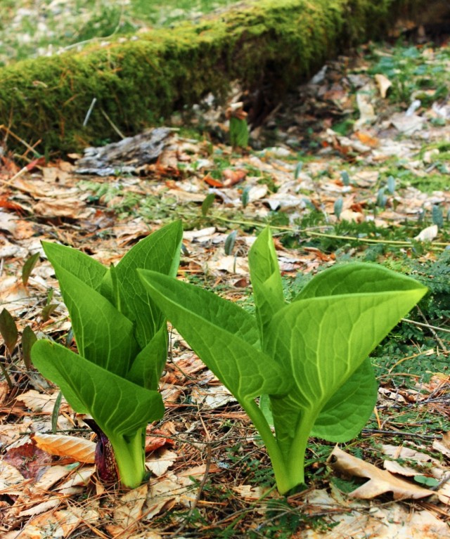 Симплокарпус (Symplocarpus) Симплокарпус (Symplocarpus)