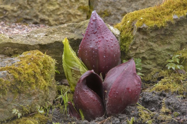 Симплокарпус (Symplocarpus) Симплокарпус (Symplocarpus)