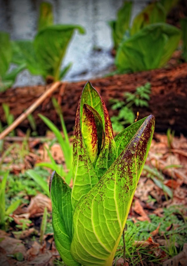 Симплокарпус (Symplocarpus) Симплокарпус (Symplocarpus)