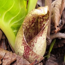 Симплокарпус Егорова (Symplocarpus egorovii) Симплокарпус Егорова (Symplocarpus egorovii)
