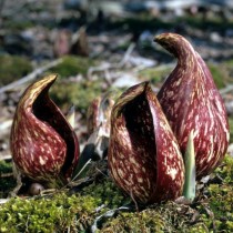 Симплокарпус вонючий (Symplocarpus foetidus) Симплокарпус вонючий (Symplocarpus foetidus)