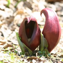 Симплокарпус раскрытолистный (Symplocarpus renifolius) Симплокарпус раскрытолистный (Symplocarpus renifolius)
