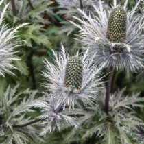 Синеголовник гигантский (Eryngium giganteum) Синеголовник гигантский (Eryngium giganteum)