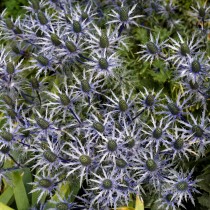 Синеголовник приморский (Eryngium maritimum) Синеголовник приморский (Eryngium maritimum)