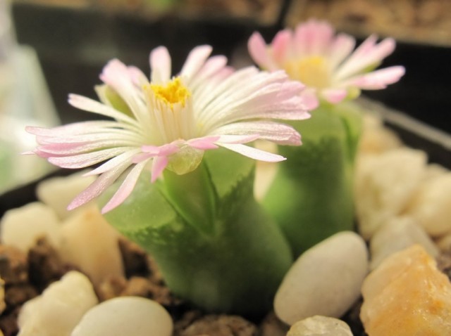Конофитум (Conophytum devium) Конофитум (Conophytum devium)