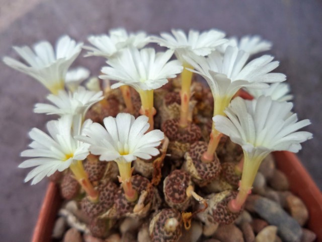 Конофитум (Conophytum pellucidum) Конофитум (Conophytum pellucidum)