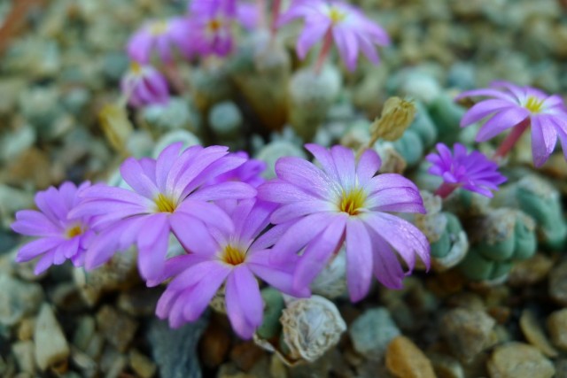 Конофитум (Conophytum herreanthus) Конофитум (Conophytum herreanthus)