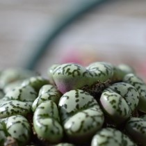 Конофитум (Conophytum obcordellum) Конофитум (Conophytum obcordellum)