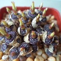 Конофитум (Conophytum calculus) Конофитум (Conophytum calculus)