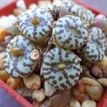 Конофитум (Conophytum obcordellum) Конофитум (Conophytum obcordellum)