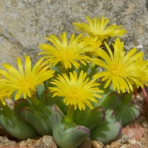 Конофитум двухлопастный (Conophytum bilobum) Конофитум двухлопастный (Conophytum bilobum)