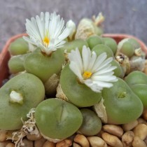 Конофитум вогнутый (Conophytum concavum) Конофитум вогнутый (Conophytum concavum)