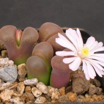 Конофитум Фридриха (Conophytum friedrichiae) Конофитум Фридриха (Conophytum friedrichiae)