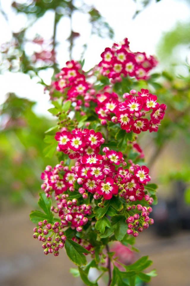 Цветки боярышника обыкновенного сорта "Кримсон Клоуд" (Crataegus laevigata 'Crimson Cloud') Цветки боярышника обыкновенного сорта "Кримсон Клоуд" (Crataegus laevigata 'Crimson Cloud')