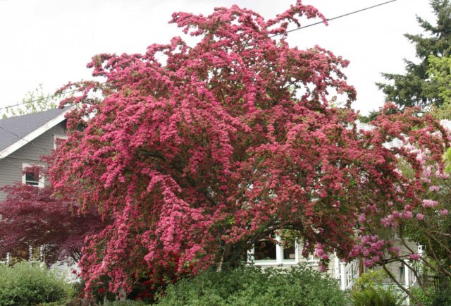 Цветение боярышника обыкновенного "Паулс Скарлет" (Crataegus laevigata 'Paul's Scarlet') Цветение боярышника обыкновенного "Паулс Скарлет" (Crataegus laevigata 'Paul's Scarlet')