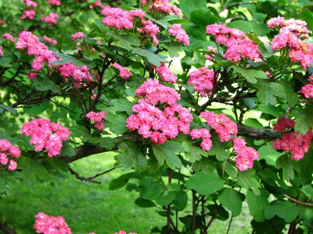 Боярышник обыкновенный, или боярышник колючий (Crataegus laevigata) Боярышник обыкновенный, или боярышник колючий (Crataegus laevigata)