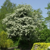 Боярышник однопестичный (Crataegus monogyna) Боярышник однопестичный (Crataegus monogyna)