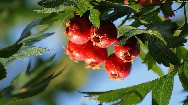 Листья и ягоды боярышника перистонадрезанного Листья и ягоды боярышника перистонадрезанного