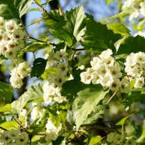 Боярышник мягковатый (Crataegus submollis) Боярышник мягковатый (Crataegus submollis)