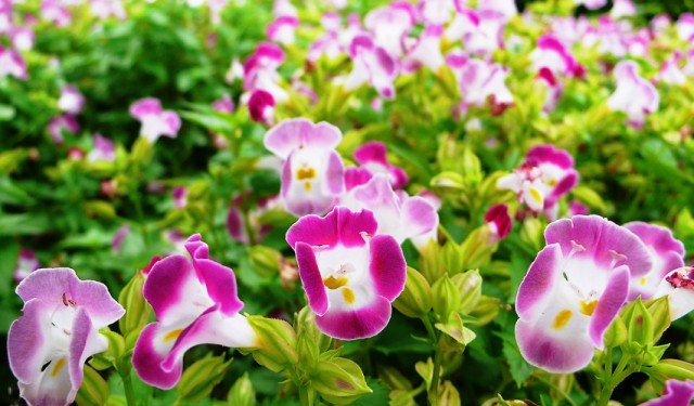 Торения (Torenia) Торения (Torenia)