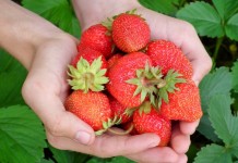 Ягоды клубники, или земляники садовой (Fragaria × ananassa)