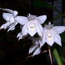 Целогина Мура (Coelogyne mooreana) Целогина Мура (Coelogyne mooreana)