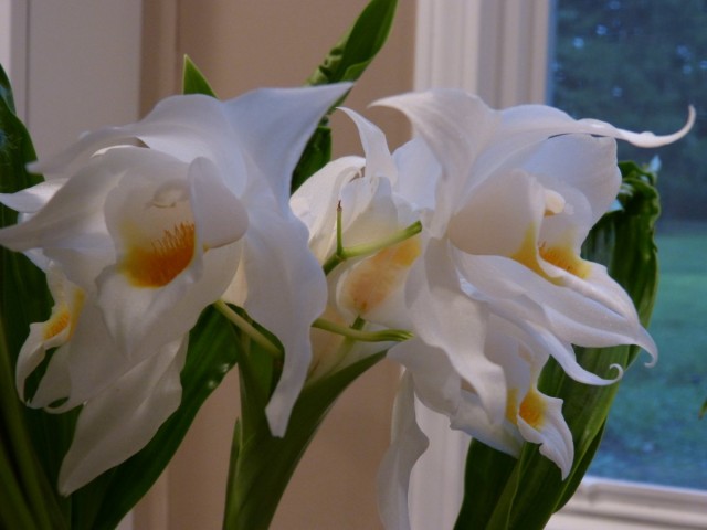 Целогина Мура (Coelogyne mooreana) Целогина Мура (Coelogyne mooreana)