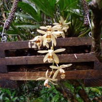 Целогина Томента (Coelogyne tomentosa) Целогина Томента (Coelogyne tomentosa)