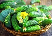 Огурцы от компании «СеДеК»