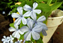 Свинчатка ушковидная или капская (Plumbago auriculata)
