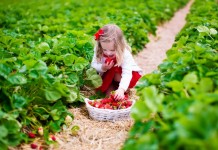 Благодаря природному происхождению биопрепараты безопасны для человека