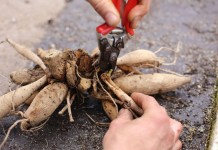 Деление корневища георгины