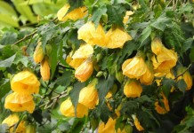 Абутилон гибридный (Abutilon x hybridum «Moonchimes»)