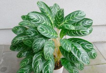 Аглаонема «Green Sun»