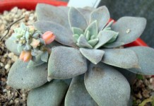 Эхеверия карниколор (Echeveria carnicolor)