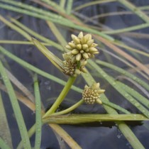 Ежеголовник северный (Sparganium hyperboreum) Ежеголовник северный (Sparganium hyperboreum)