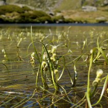 Ежеголовник узколистный (Sparganium angustifolium) Ежеголовник узколистный (Sparganium angustifolium)