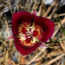 Калохортус великолепный, или прекрасный (Calochortus venustus)