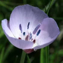 Калохортус одноцветковый (Calochortus uniflorus)